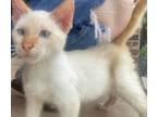 Adopt Phoenix a Cream or Ivory Siamese (short coat) cat in San Antonio