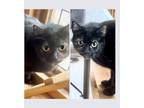 Adopt Millie a Tortoiseshell Domestic Shorthair (short coat) cat in San Antonio