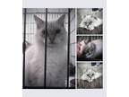 Adopt Mew a White (Mostly) Ragdoll (long coat) cat in San Antonio, TX (38332470)