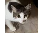 Adopt Lilly a Brown Tabby Domestic Shorthair (short coat) cat in San Antonio