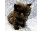 Adopt Lavender a All Black Domestic Longhair (long coat) cat in San Antonio