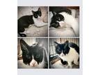 Adopt Frieda a Black & White or Tuxedo Domestic Shorthair (short coat) cat in