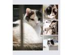 Adopt Cassandra a Calico or Dilute Calico Domestic Shorthair (short coat) cat in