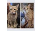 Adopt Biff a Orange or Red Tabby Domestic Shorthair (short coat) cat in San