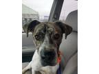 Adopt Gus a White - with Brown or Chocolate Mixed Breed (Medium) / Mixed dog in
