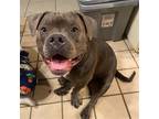 Adopt Dabi a Gray/Blue/Silver/Salt & Pepper American Pit Bull Terrier / Mixed