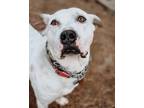Adopt George a White - with Tan, Yellow or Fawn Pit Bull Terrier / Mixed dog in