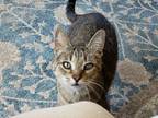 Adopt Amma a Domestic Shorthair cat in Fairfax Station, VA (34260229)