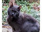 Adopt Rumple a Manx cat in Fairfax Station, VA (36982841)