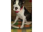 Adopt Winston *Amputee* a Brindle - with White Pit Bull Terrier / Mixed dog in