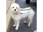 Adopt Clover (Buddy) a White Cocker Spaniel / Shih Tzu / Mixed dog in Freeport