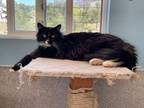 Adopt Jaden a All Black Domestic Mediumhair / Domestic Shorthair / Mixed cat in