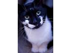 Adopt Miley a Black & White or Tuxedo Domestic Shorthair / Mixed (short coat)