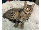 Adopt Skye a Brown Tabby Domestic Shorthair (short coat) cat in Fort Worth