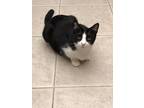 Adopt Sylvester a Black & White or Tuxedo Domestic Shorthair (short coat) cat in