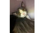 Adopt Coal a Gray or Blue Domestic Shorthair / Domestic Shorthair / Mixed cat in