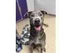 Adopt Caesar a Gray/Blue/Silver/Salt & Pepper Terrier (Unknown Type