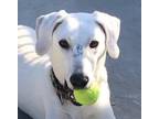 Adopt Olaf a White Mixed Breed (Large) / Great Dane / Mixed dog in Philadelphia