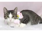 Adopt Venus a Brown Tabby Domestic Shorthair (short coat) cat in Kerrville