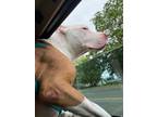 Adopt Prince a Tan/Yellow/Fawn - with White American Pit Bull Terrier / Mixed