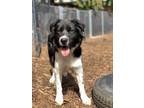 Adopt Keira a Black - with White Border Collie / Mixed dog in Lynnwood
