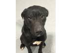 Adopt Doss a Black - with White Labrador Retriever / American Pit Bull Terrier /