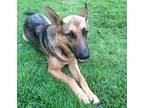 Adopt Shelby Ann a Black - with Tan, Yellow or Fawn German Shepherd Dog / Mixed