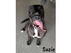 Adopt Suzie a Black Labrador Retriever / American Pit Bull Terrier / Mixed