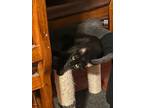 Adopt Mia a All Black Domestic Shorthair (short coat) cat in Walnut