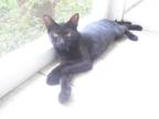 Adopt Magpie a All Black Domestic Shorthair (short coat) cat in Bristol