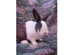 Adopt Harriet a White Dutch / Mixed (short coat) rabbit in Santa Barbara