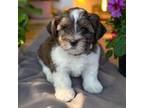 Shih Tzu Puppy for sale in Grove, OK, USA