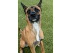 Adopt Jynova a Brown/Chocolate - with White Cattle Dog / Mixed dog in Phoenix