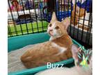 Adopt BUZZ a Orange or Red (Mostly) Domestic Shorthair (short coat) cat in