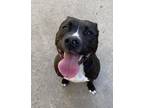 Adopt Roman a Black - with White Mixed Breed (Large) / Mixed dog in Royal Oak