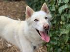 Adopt Balto a White Alaskan Malamute / Shepherd (Unknown Type) / Mixed dog in
