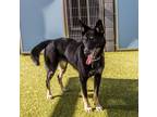 Adopt Kayla a Black - with Tan, Yellow or Fawn German Shepherd Dog / Mixed dog
