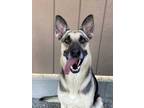 Adopt Kona a Black - with Tan, Yellow or Fawn German Shepherd Dog / Shepherd