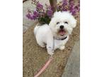 Adopt Vivi a White Bichon Frise / Mixed dog in Carlsbad, CA (32443840)