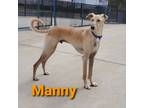Adopt Manny a Tan/Yellow/Fawn Saluki / Shepherd (Unknown Type) / Mixed dog in