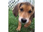 Adopt Waylon a Black - with Tan, Yellow or Fawn Hound (Unknown Type) / Mixed dog