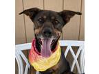 Adopt Shelly a Black - with Brown, Red, Golden, Orange or Chestnut Shepherd