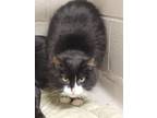 Adopt Phyllis a Black & White or Tuxedo Domestic Longhair (long coat) cat in