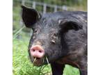 Adopt Noodles a Pig (Farm) farm-type animal in Monroe, WA (31568605)