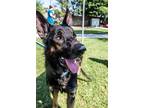 Adopt Papa a Black - with Brown, Red, Golden, Orange or Chestnut German Shepherd