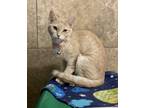 Adopt Bubbles a Orange or Red Domestic Shorthair / Domestic Shorthair / Mixed