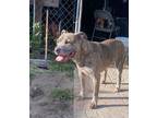 Adopt Gunner a Brindle Pit Bull Terrier / Labrador Retriever / Mixed dog in