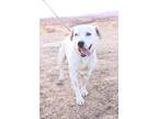 Adopt Spencer a White Pit Bull Terrier dog in Page, AZ (33568745)