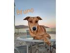Adopt Bruno a Tan/Yellow/Fawn Saluki / Shepherd (Unknown Type) / Mixed dog in