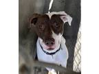 Adopt Yukon a White - with Brown or Chocolate Mixed Breed (Large) / Mixed dog in